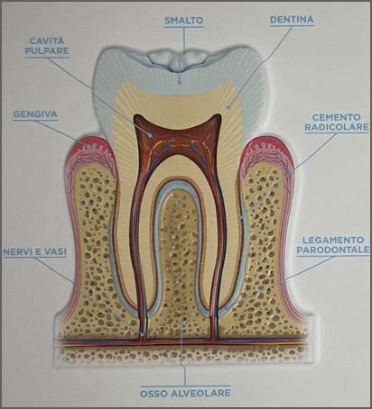 dente sano